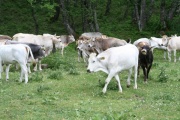 Vorschau Cilento-Kühe in Gemeischaft
