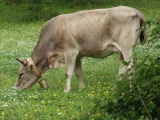 Vorschau Kuh im Cilento grasend